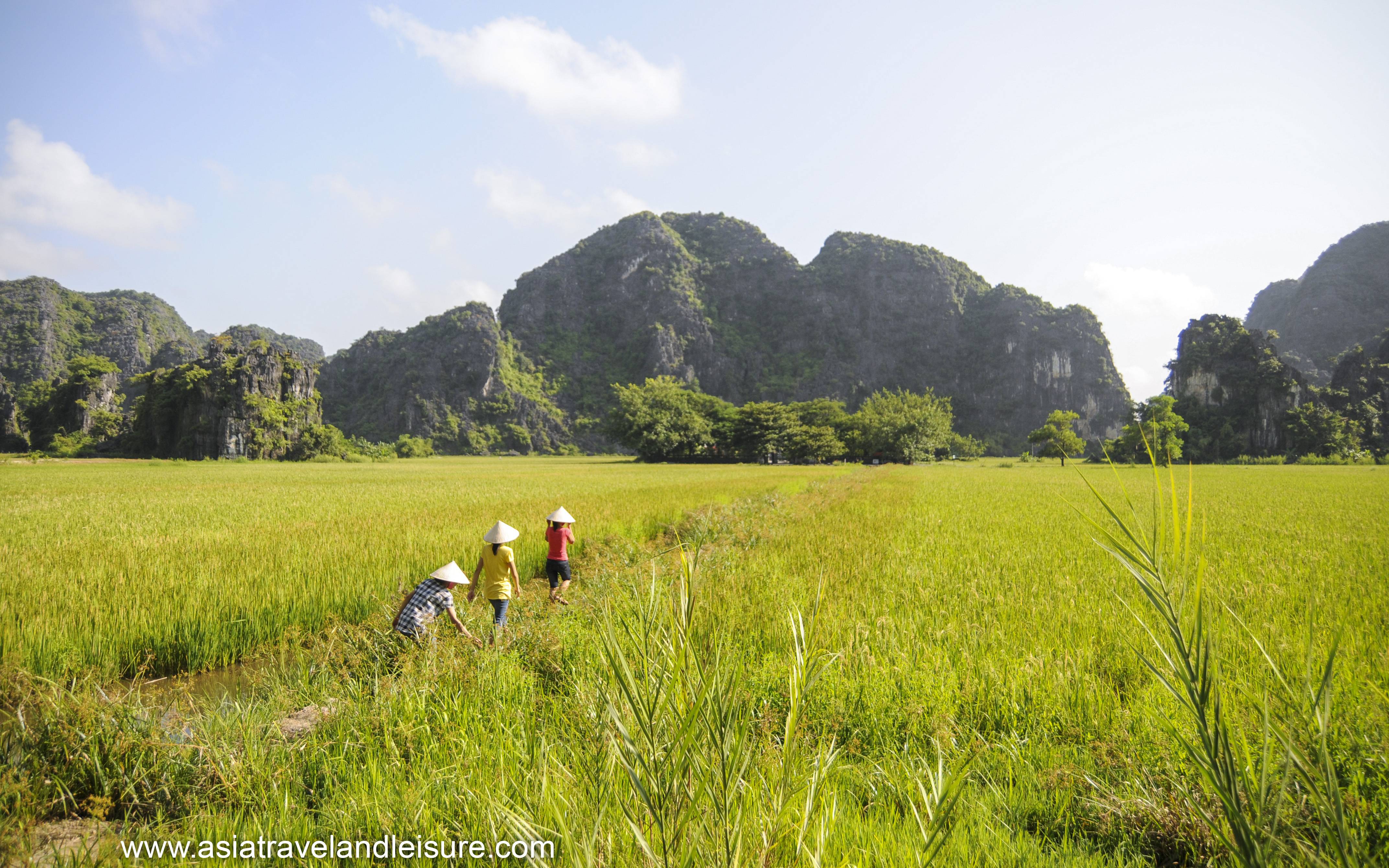 rice paddy in Ninh Binh