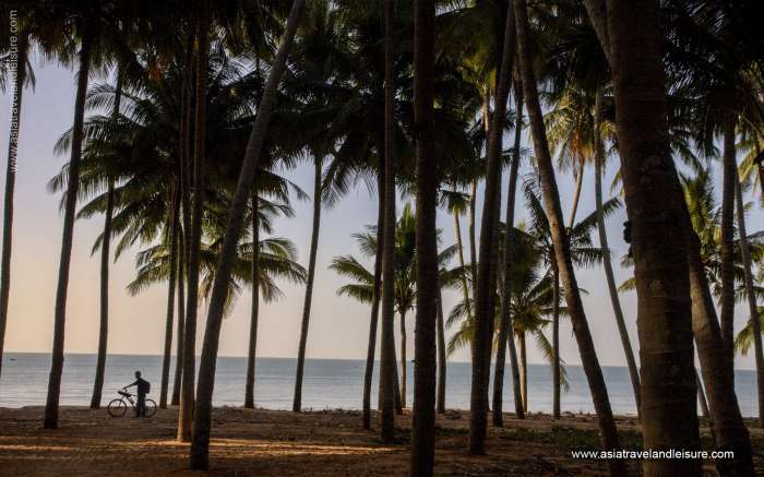 Lush coconut trees on Mui Ne beach