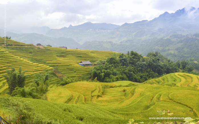The golden rice season in Sapa