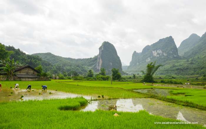 Farmers working on nearby rice field