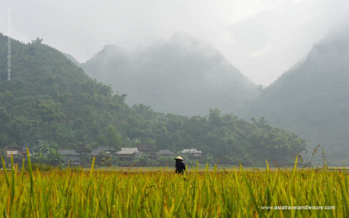 Early morning mist on the rice paddy field