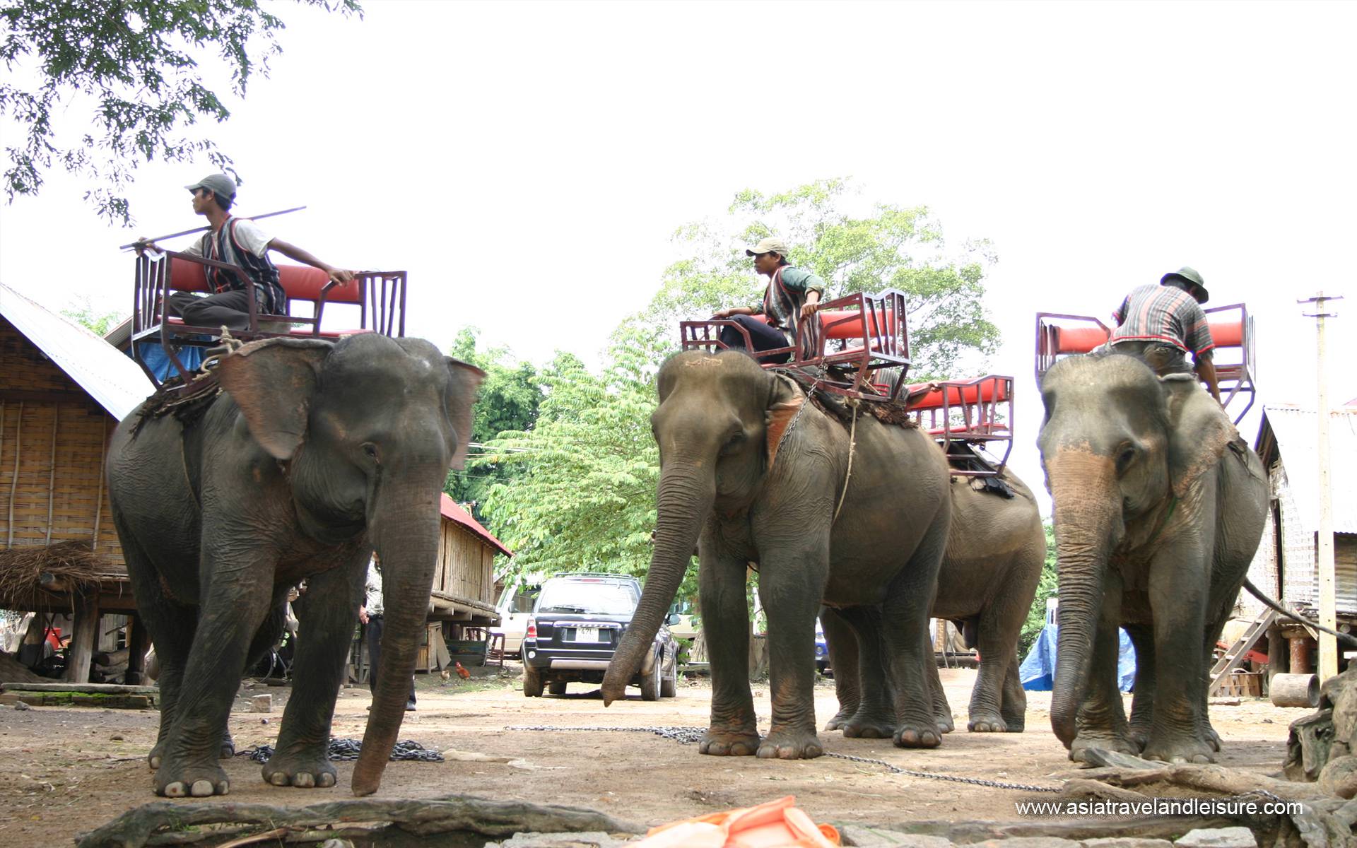 Elephant in highlands