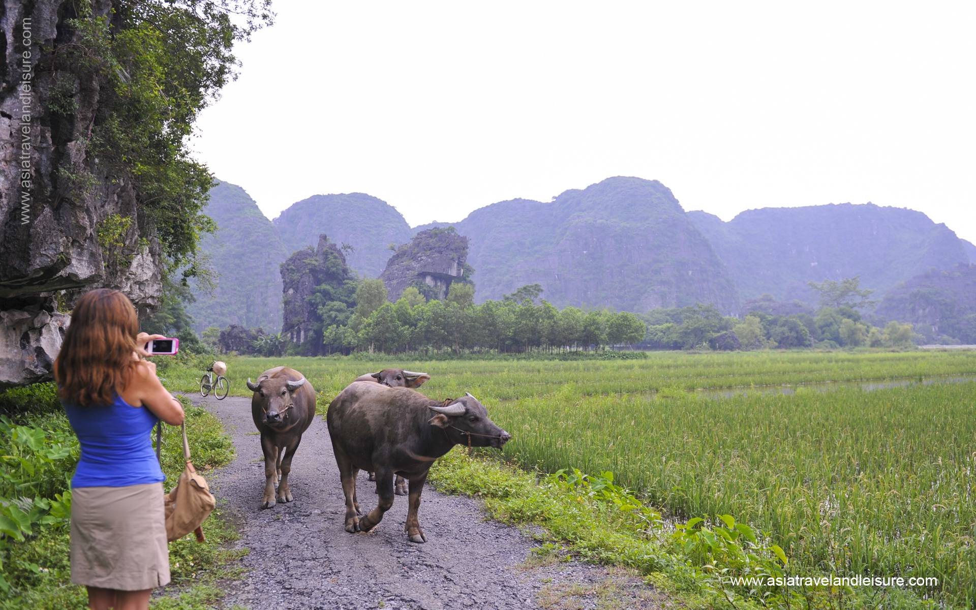 buffalos in Ninh Binh