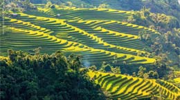 Terraced fields in Hoang Su Phi, Ha Giang