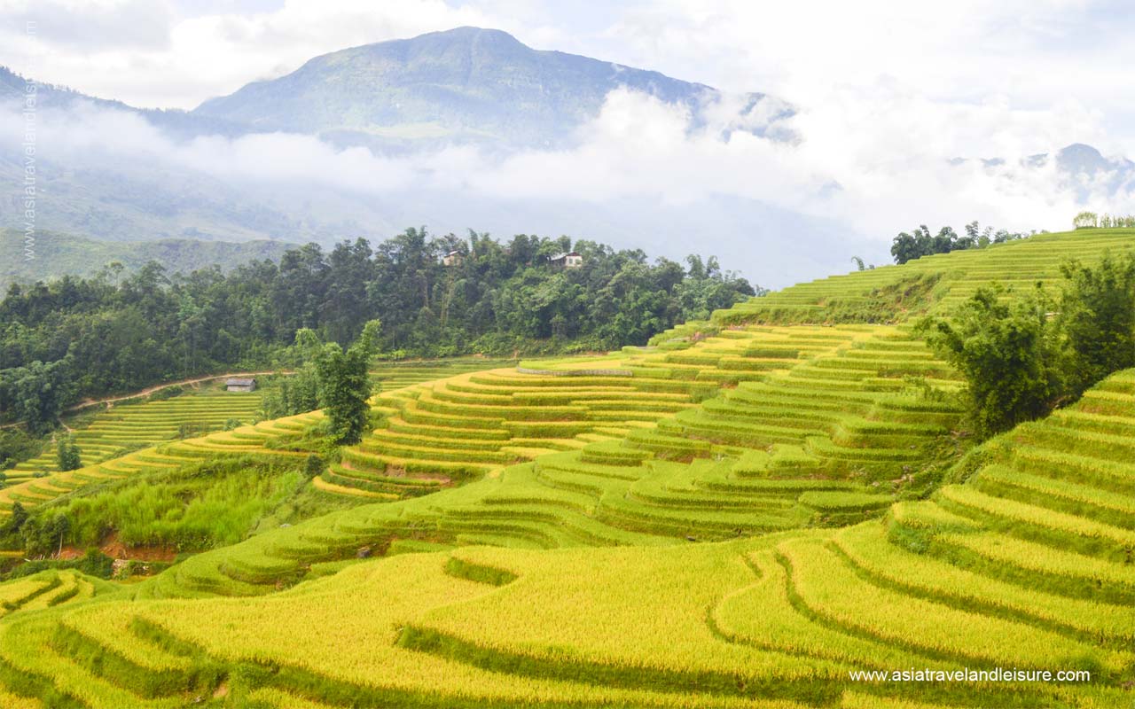 Rice paddy in Sapa
