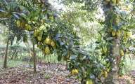 Jackfruit trees in Cu Chi