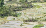 New planting rice paddies in Dien Bien