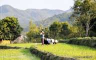 Bustling scene in rice transplanting season