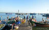 Bustling working scene at Thanh Nam fishing village
