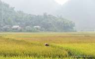 Early morning mist on the rice paddy field 
