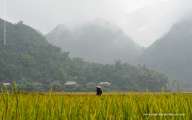 Early morning mist on the rice paddy field