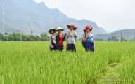 Immerse nature by walking through rice fields and villages in Mai Chau