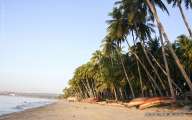 Lush coconut trees on Mui Ne beach