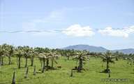 Green fresh coconut field under bright blue sky