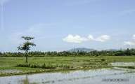 Far-flung rice field under immense coastal sky