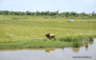 Naive buffalo in the paddy rice field