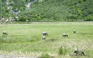 Buffalo in the paddy rice field
