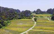 The beauty of ripen paddy fields