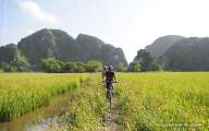 Cycling through ripen paddy fields