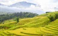 Sapa in the golden rice season