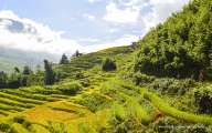 Terraced rice fields – a beauty symbol of Sapa