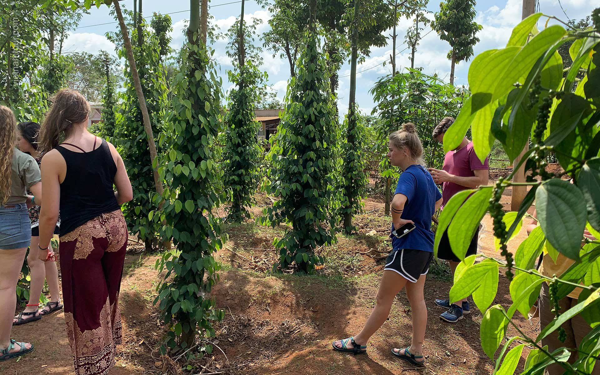 visiting pepper farm coffee farm