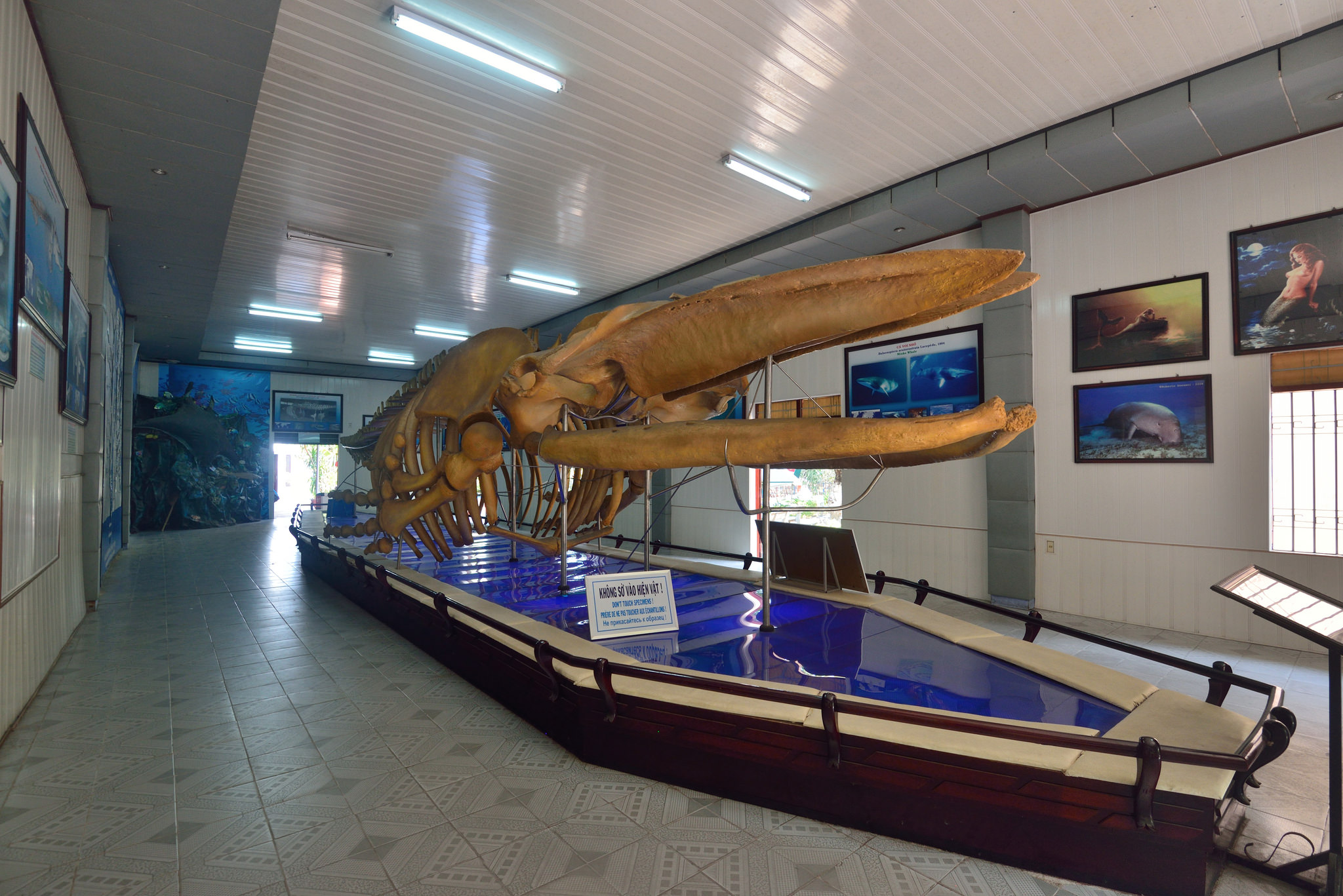 A photo of the National Oceanographic Museum of Vietnam with a large whale skeleton on display.
