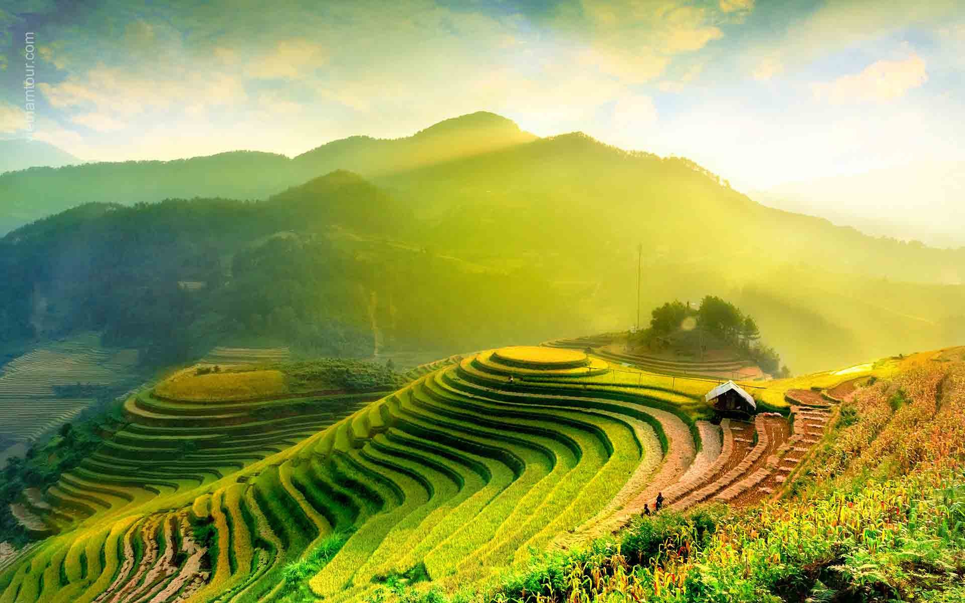 Immerse yourself in the Golden rice in Mu Cang Chai 